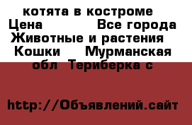 котята в костроме › Цена ­ 2 000 - Все города Животные и растения » Кошки   . Мурманская обл.,Териберка с.